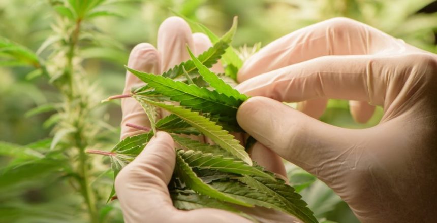 Trump Administration to reclassify medical marijuana restrictions, expanding research potential